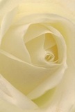 This evocative image draws the eye deep into the heart of a cream-white rose, each unfolding petal inviting a gentle exploration reminiscent of a soft morning walk through De Beauvoir Town's leafy streets. The spirals create a sanctuary, their texture light as a whisper-almost as if dew still clings to their surface. Gentle Ivory folds cradle subtle shadows, imbuing the bloom with serene depth and quiet drama, much like the hidden corners of De Beauvoir Square. The mood is peaceful and contemplative, calling to mind heartfelt gestures and gentle beginnings. For local florists, this rose is among the purest symbols of reverence and admiration, ideally chosen for expressions of sympathy, affectionate remembrance, or to mark life's significant milestones. A barely-there fragrance lingers-understated yet unmistakably comforting-blending seamlessly with the familiar scents of North London. Viewed so closely, the rose reveals not just its natural beauty, but the deliberate artistry and heartfelt emotion poured into each composition destined for homes and gatherings across De Beauvoir Town.